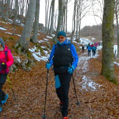 P1170253   Breve, splendida faggeta.